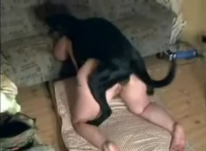 Video :Dog anal sex with big ass slut and black dog